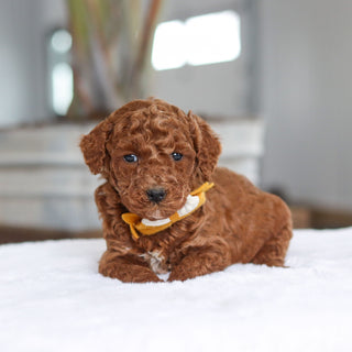 Adrian - Available 2/26