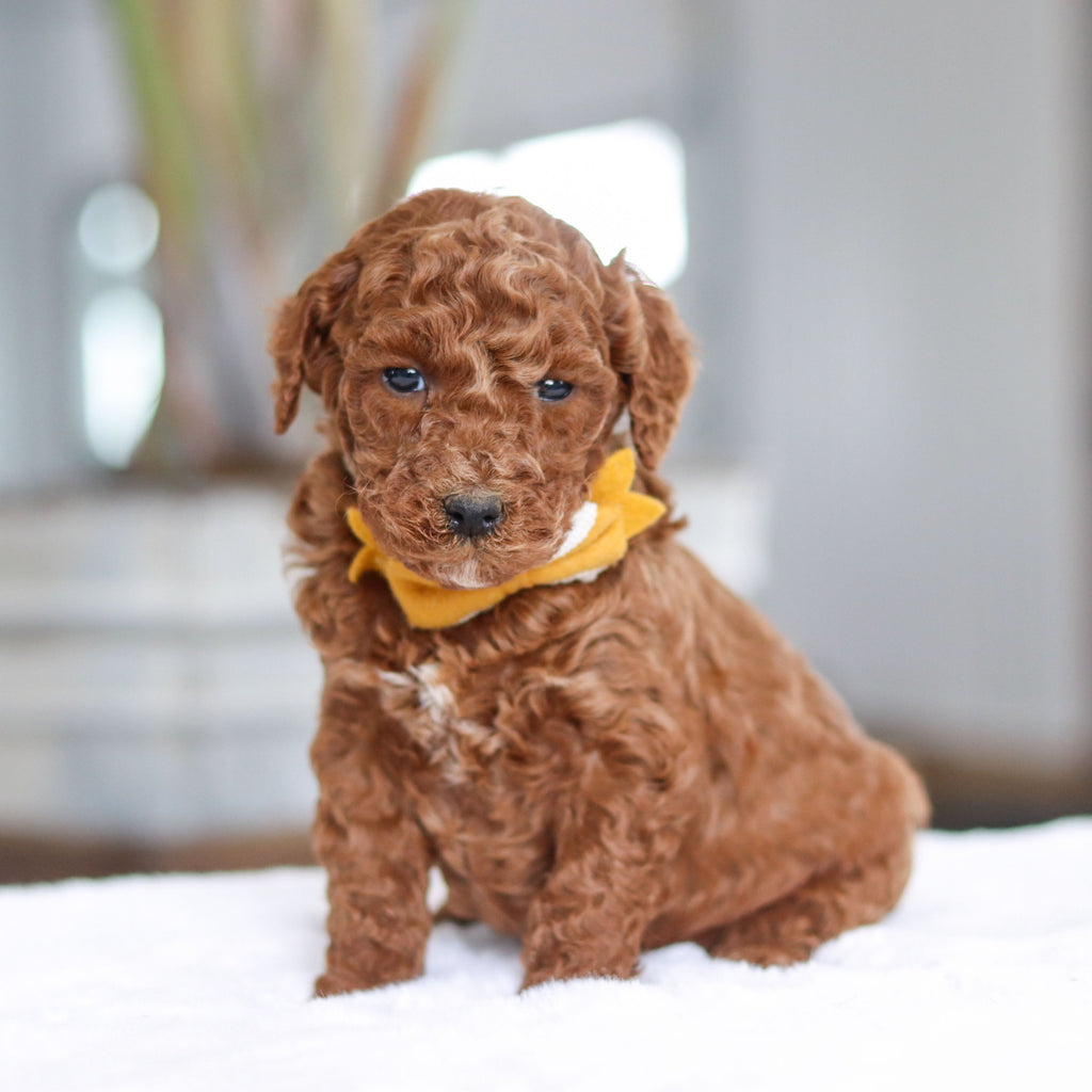 Adrian - Available 2/26