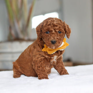 Adrian - Available 2/26