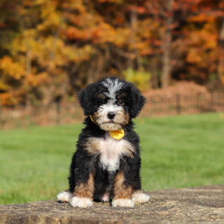 Corbin - Available 11/12