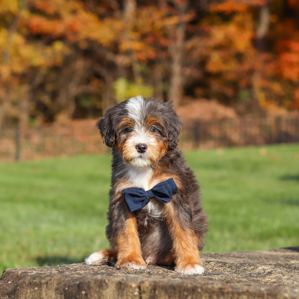 Connor - Available 11/12