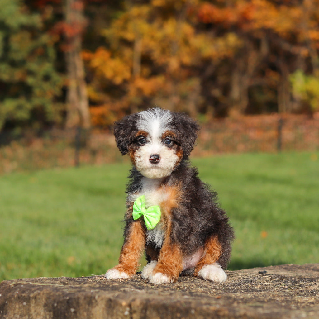 Caruso - Available 11/12