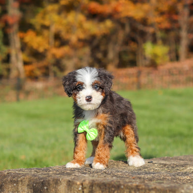 Caruso - Available 11/12