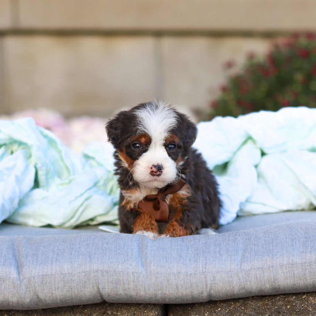 Caruso - Available 11/12