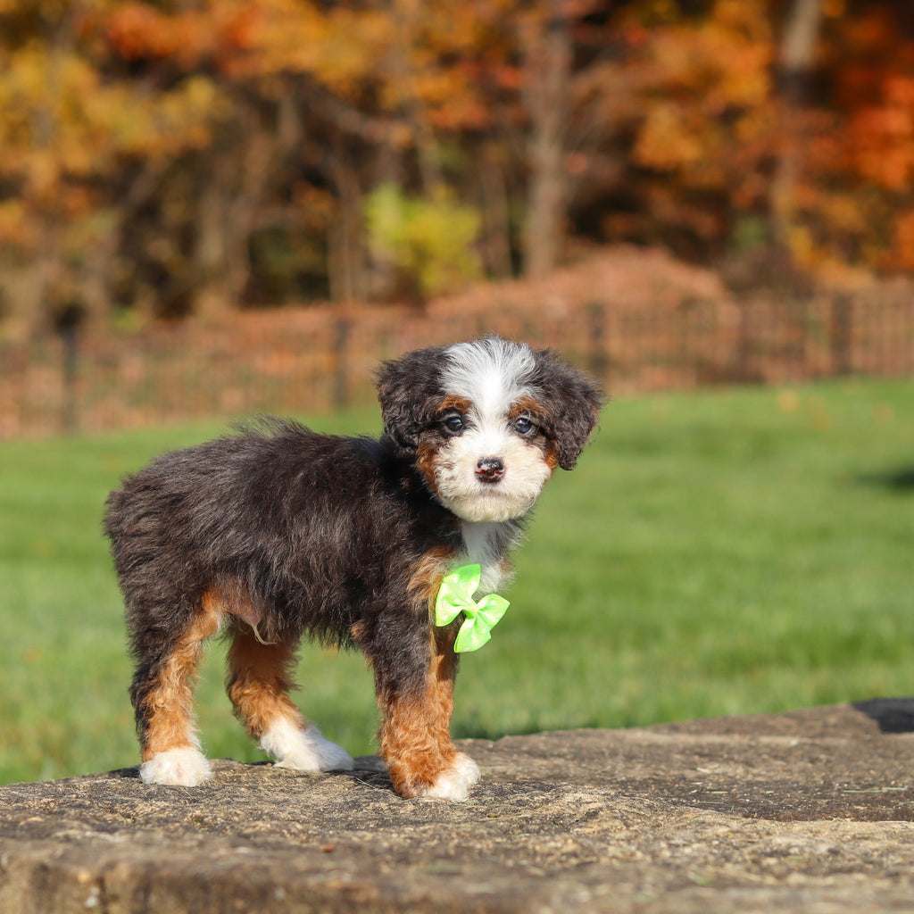 Caruso - Available 11/12