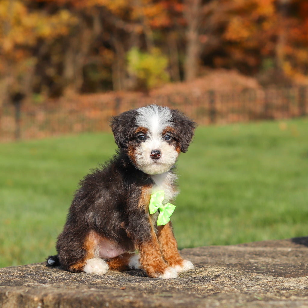 Caruso - Available 11/12