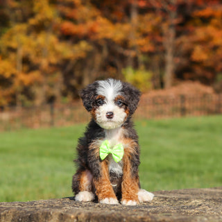 Caruso - Available 11/12