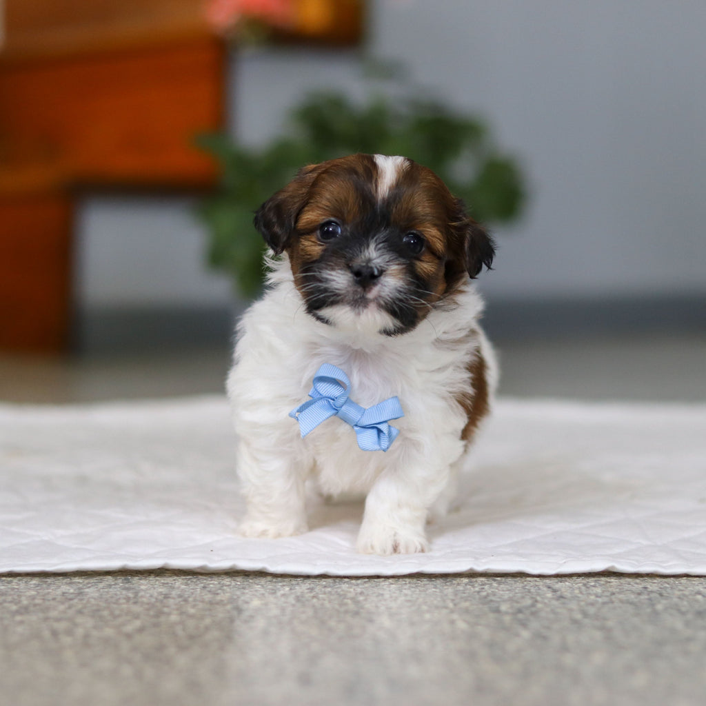 Moose - Available 5/21