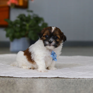 Moose - Available 5/21