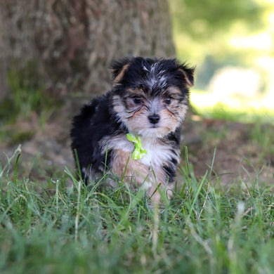 Wesley - Available 7/9