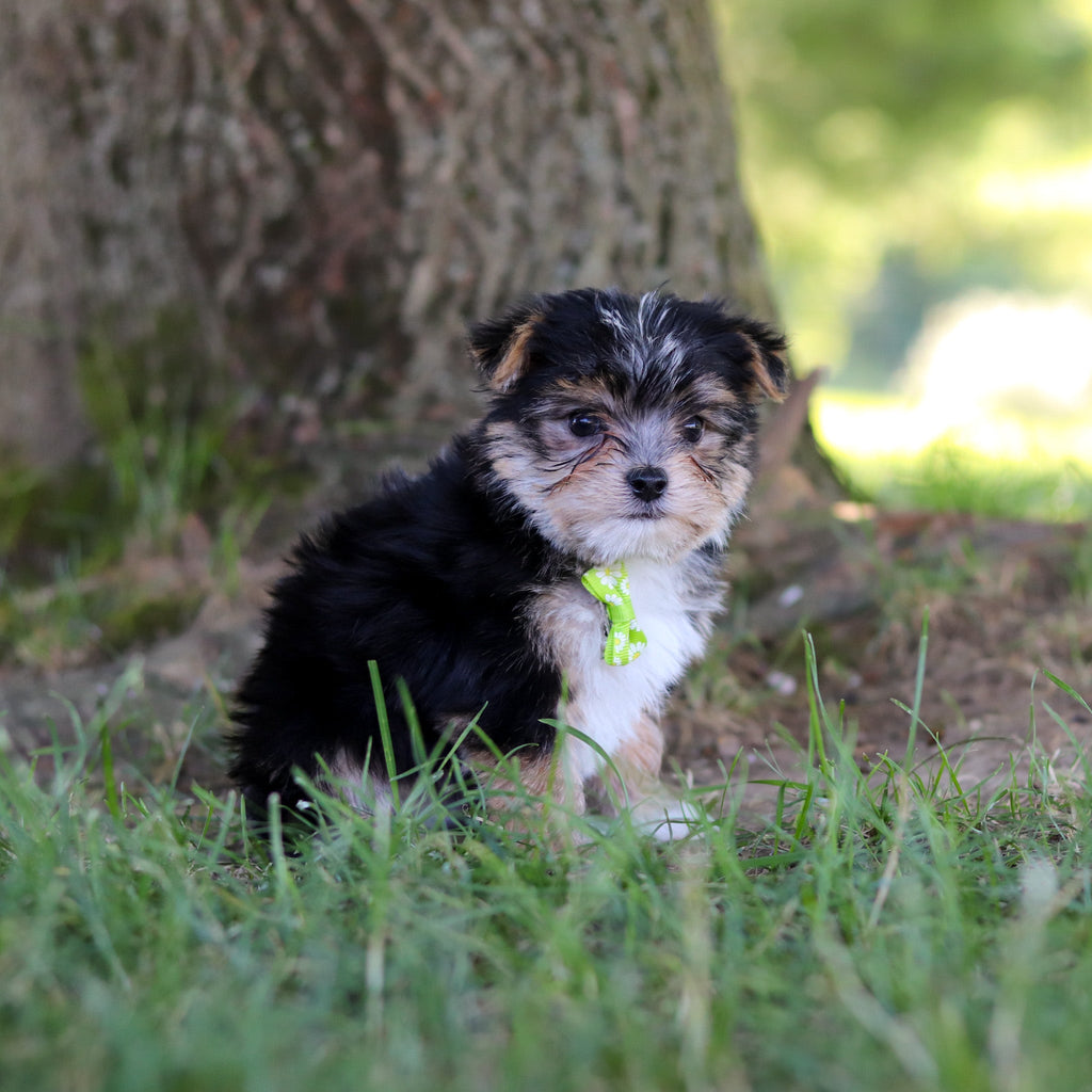 Wesley - Available 7/9