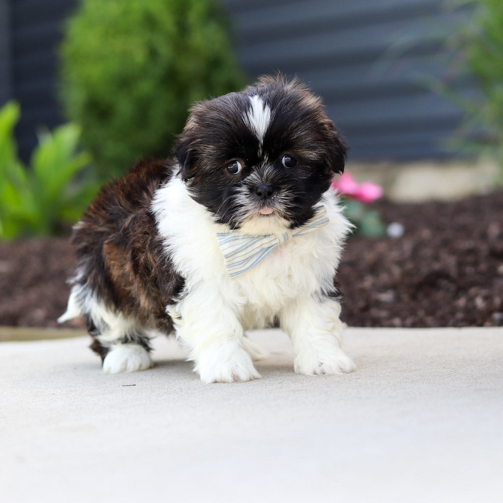 Theo - Available 7/2