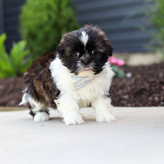 Theo - Available Now