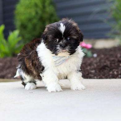 Theo - Available 7/2