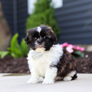 Theo - Available 7/2