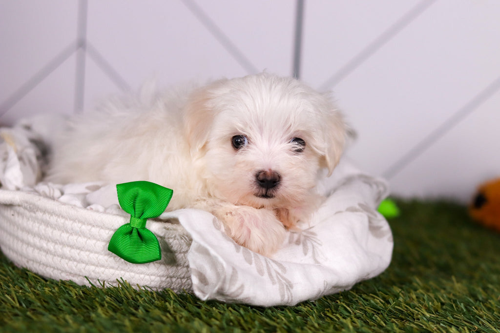 Vader - Available 2/5