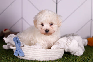 Jager - Available 2/4