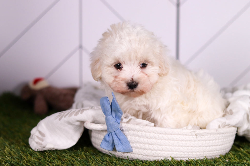 Jager - Available 2/4