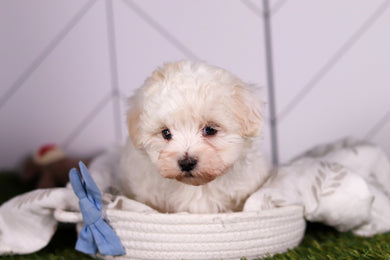 Jager - Available 2/4