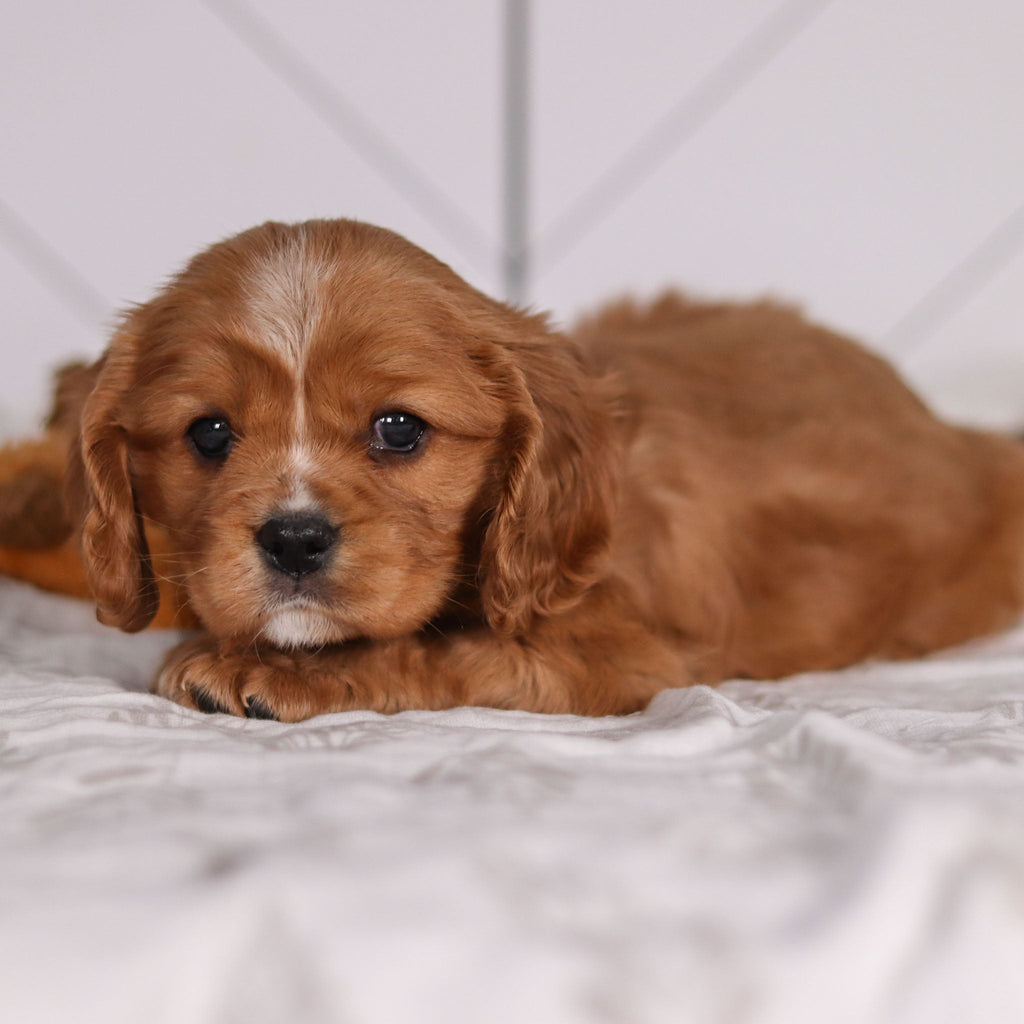 Frito - Available 2/4