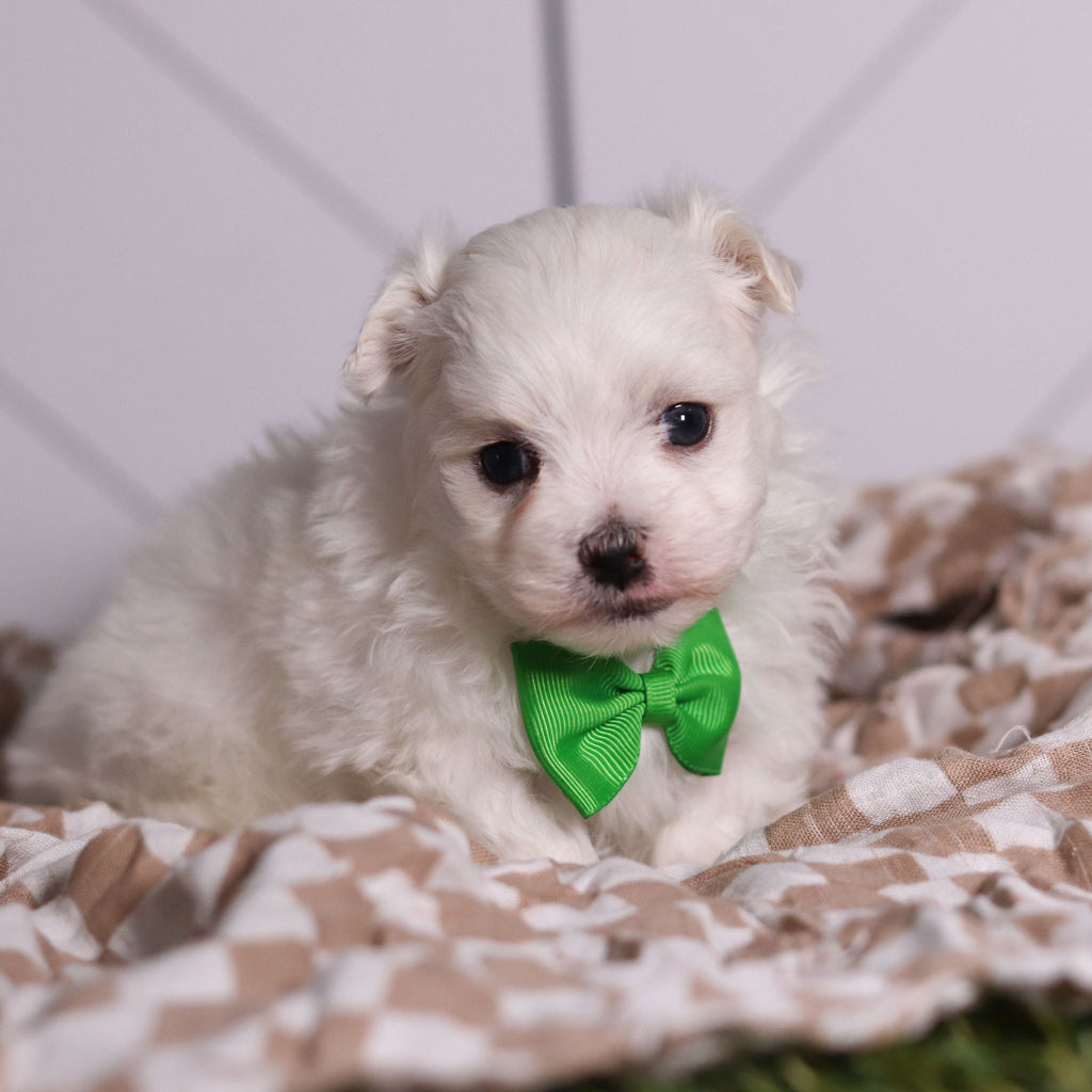 Hoops - Available 2/11