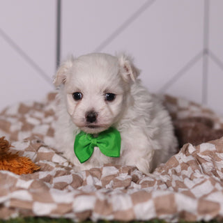 Hoops - Available 2/11