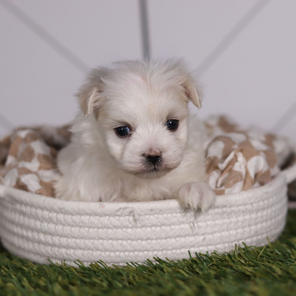 Marbles - Available 2/11