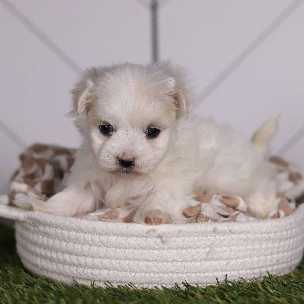 Marbles - Available 2/11