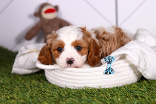 Ryan - Available 2/18