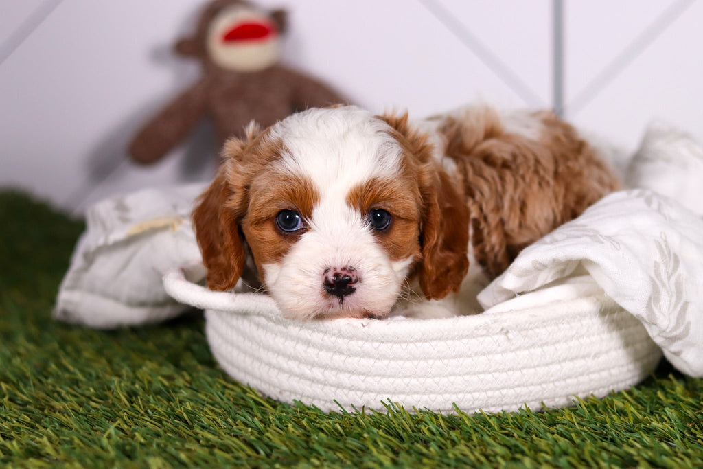 Ryan - Available 2/18