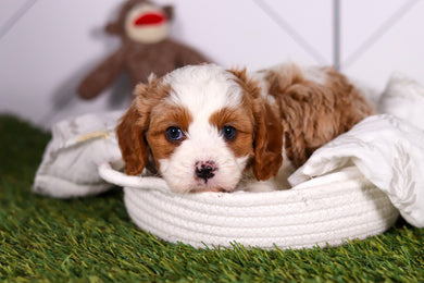 Ryan - Available 2/18