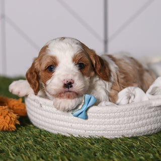 Ryan - Available 2/18