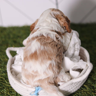 Ryan - Available 2/18