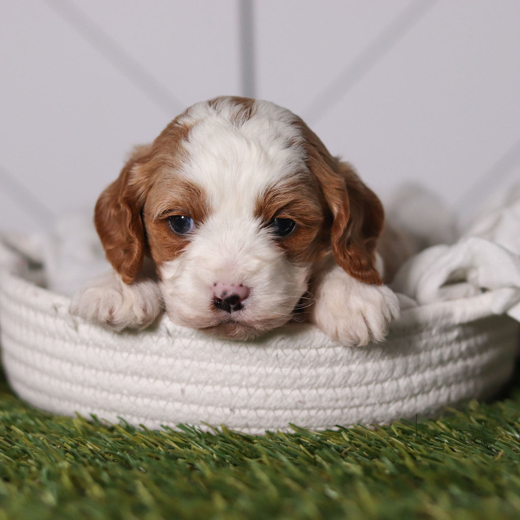 Ryan - Available 2/18