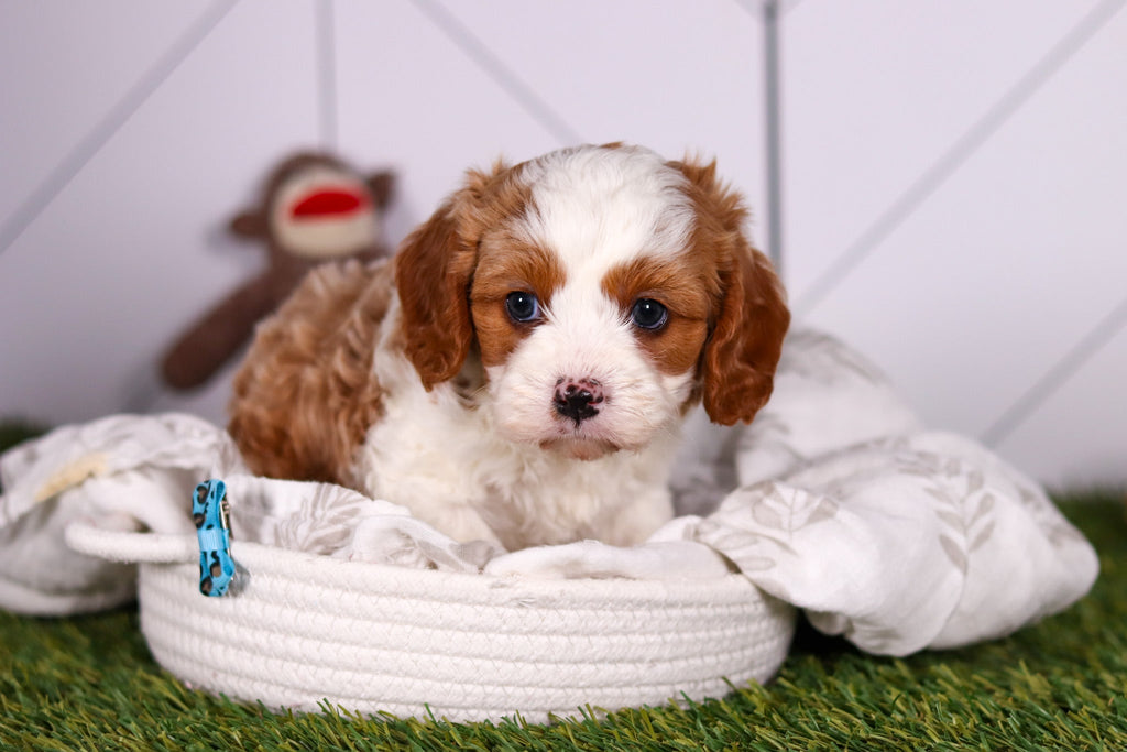 Ryan - Available 2/18