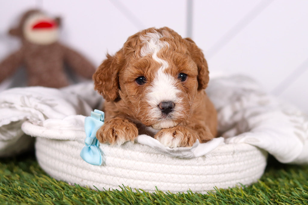 Morris - Available 2/26