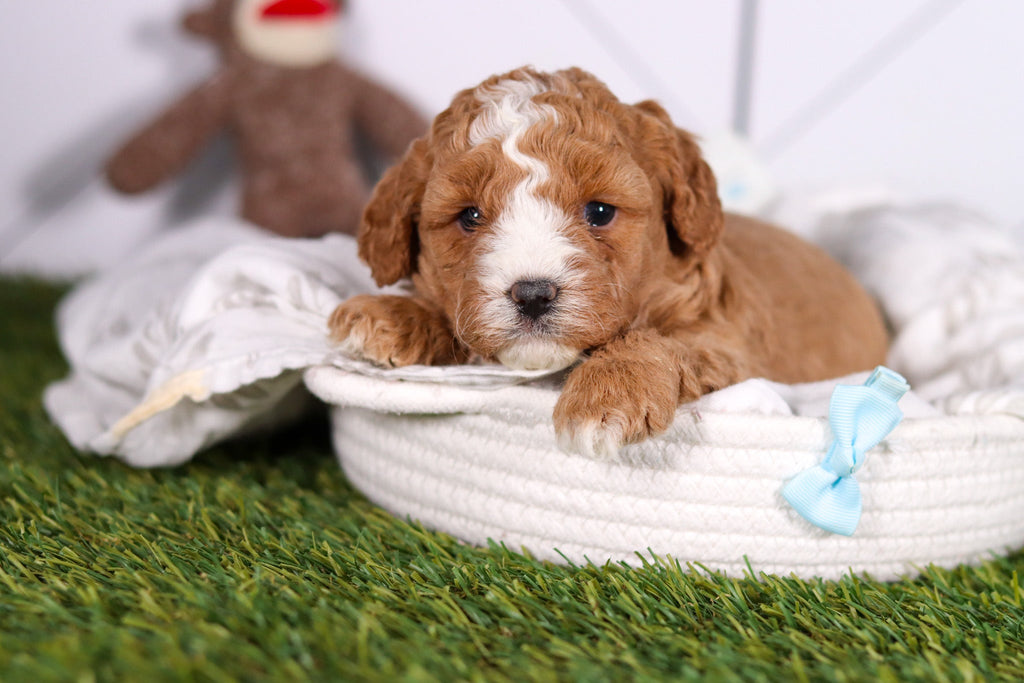 Morris - Available 2/26