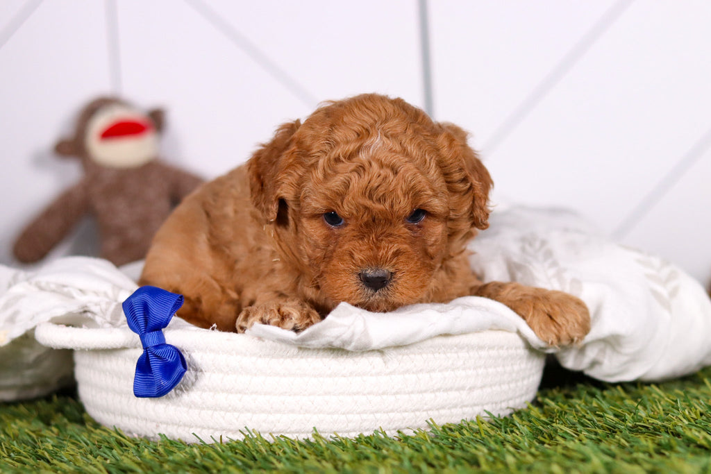 Mills - Available 2/26