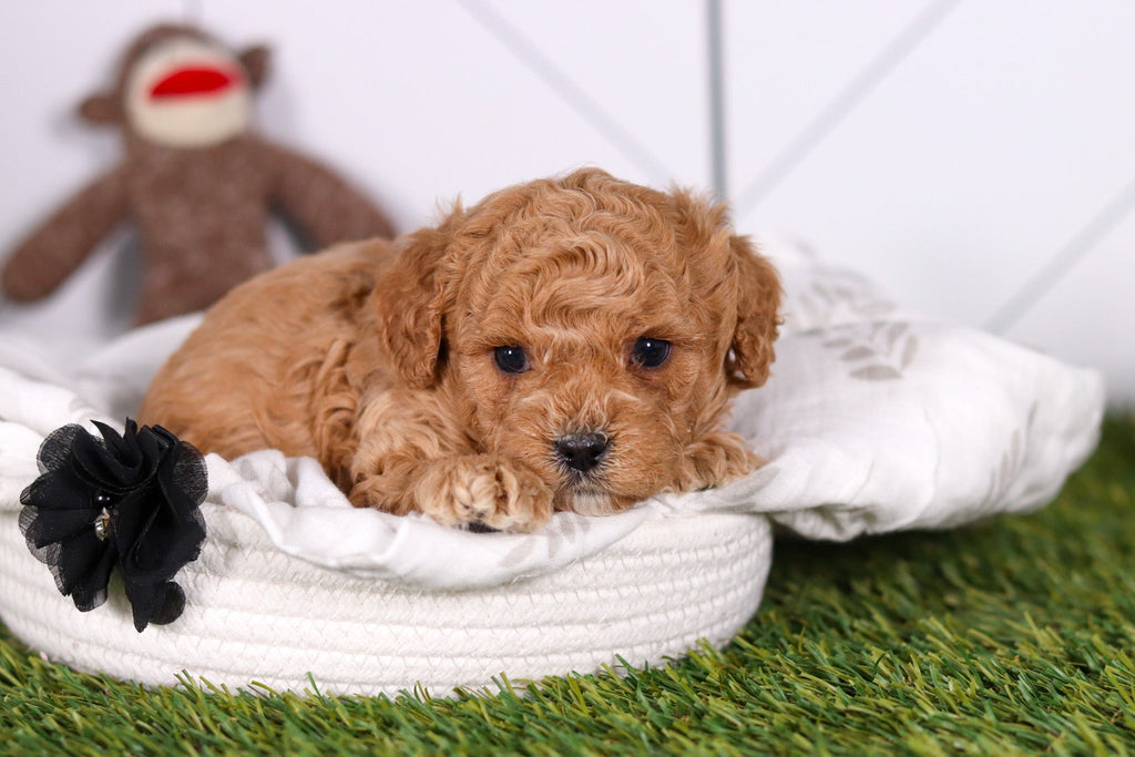 Marty - Available 2/26