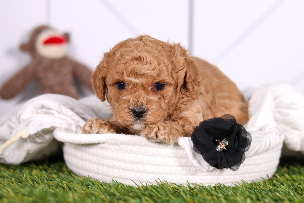 Marty - Available 2/26