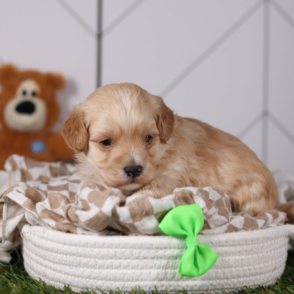 Frankie - Available 3/19