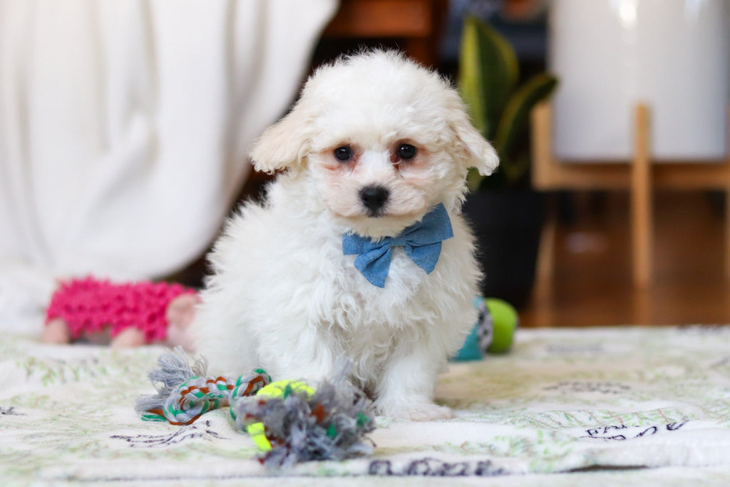 Harry - Available Now