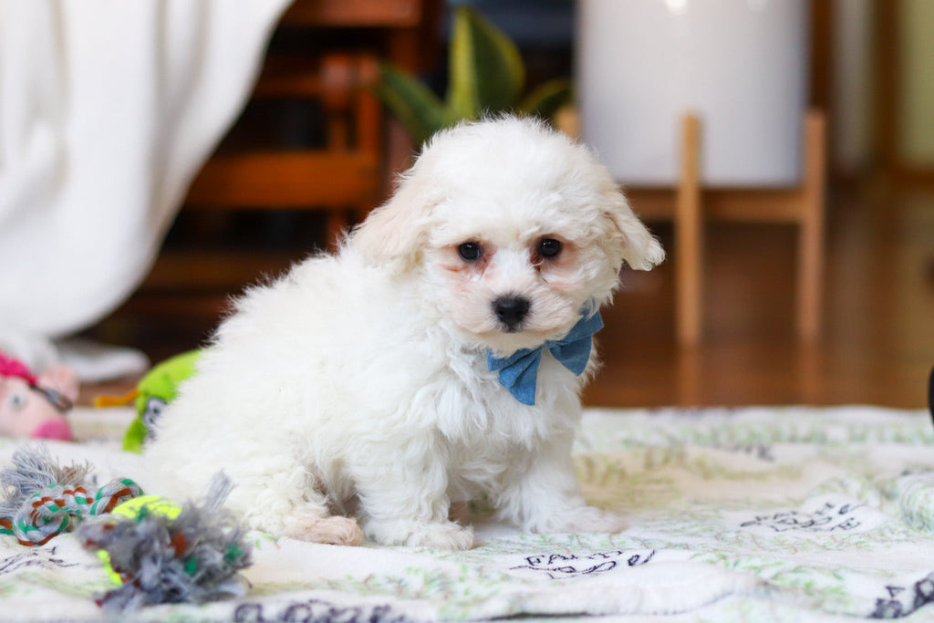 Harry - Available Now