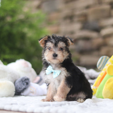 Markie - Available 8/27