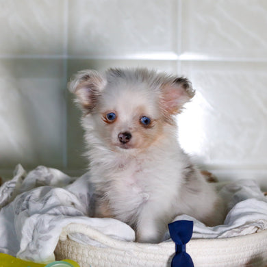 Jameston - Available Now