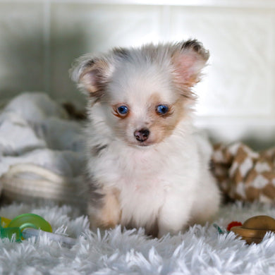 Jameston - Available Now