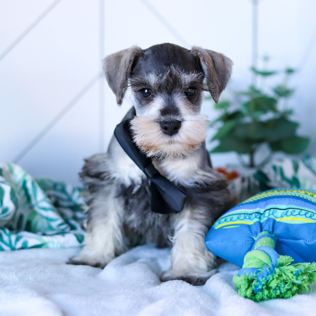 Rizzo - Available Now