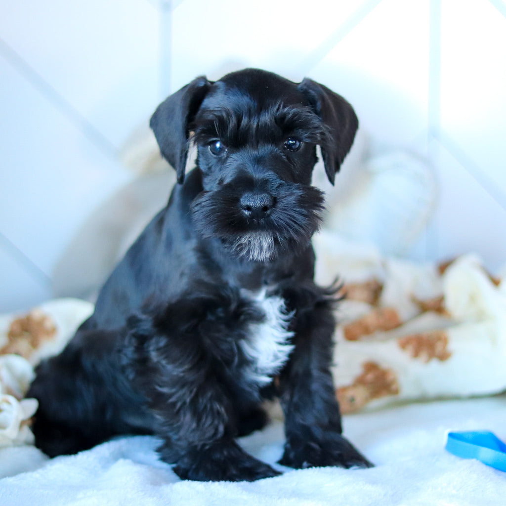 Kennedy - Available Now