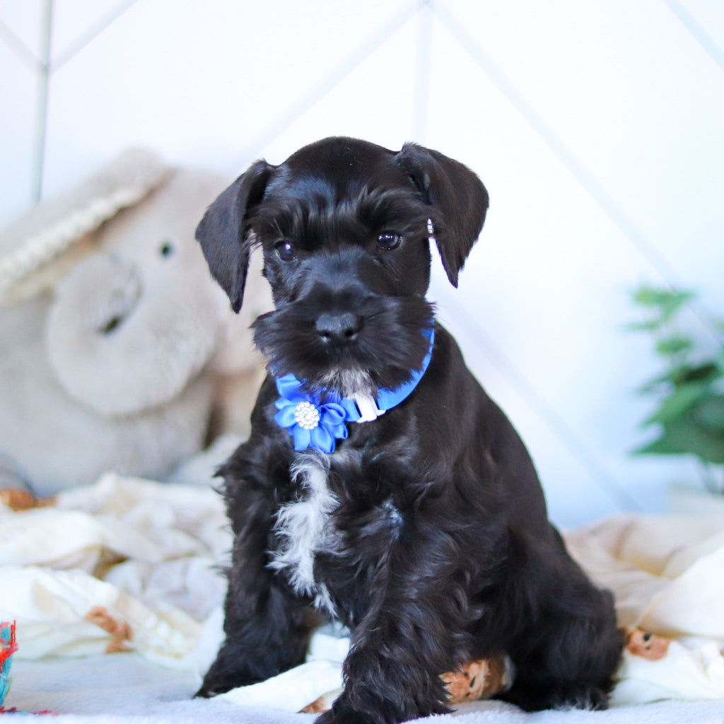 Kennedy - Available Now