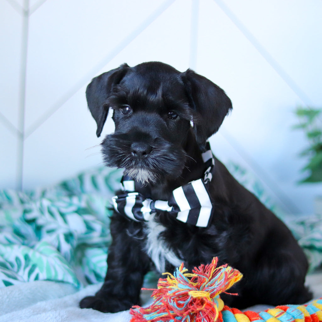 Cadet - Available Now